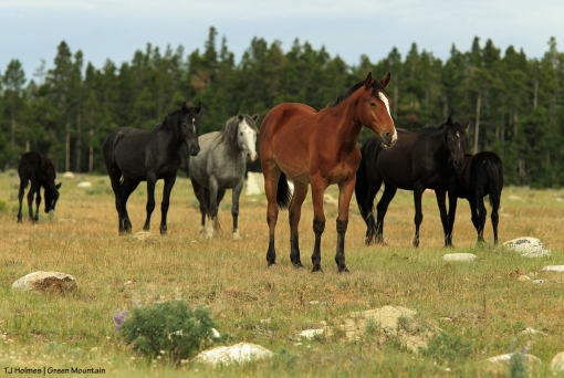 Grey stallion's band on Green Mountain, Wyoming.